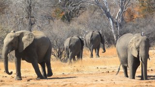 In this Aug. 6, 2015, file photo, elephants roam freely near a railway track in Hwange about 700 kilometres south west of Harare, Zimbabwe.