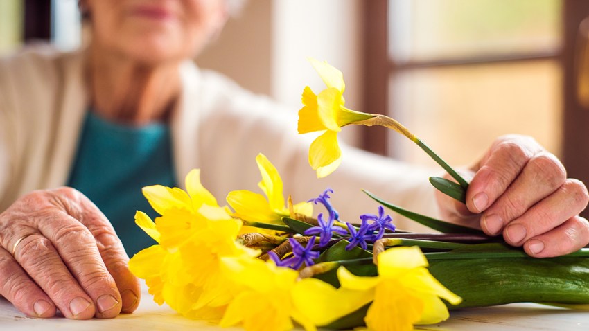 Senior woman by the window holding bouquet of daffodils