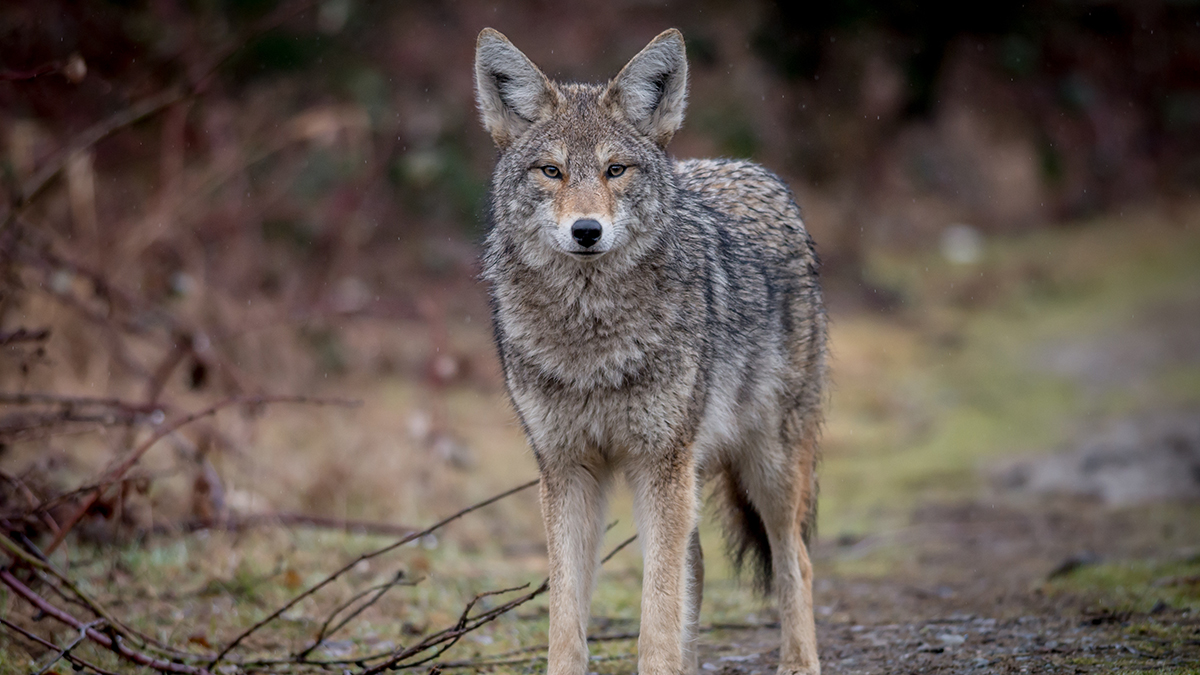 Coyote mating season poses threat to pets with populations expected to swell