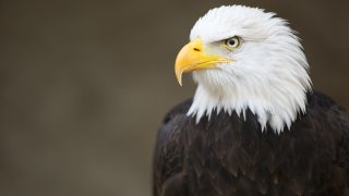 Bald headed eagle, side profile.