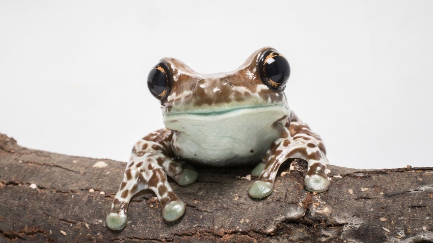 Amazon Milk Frog