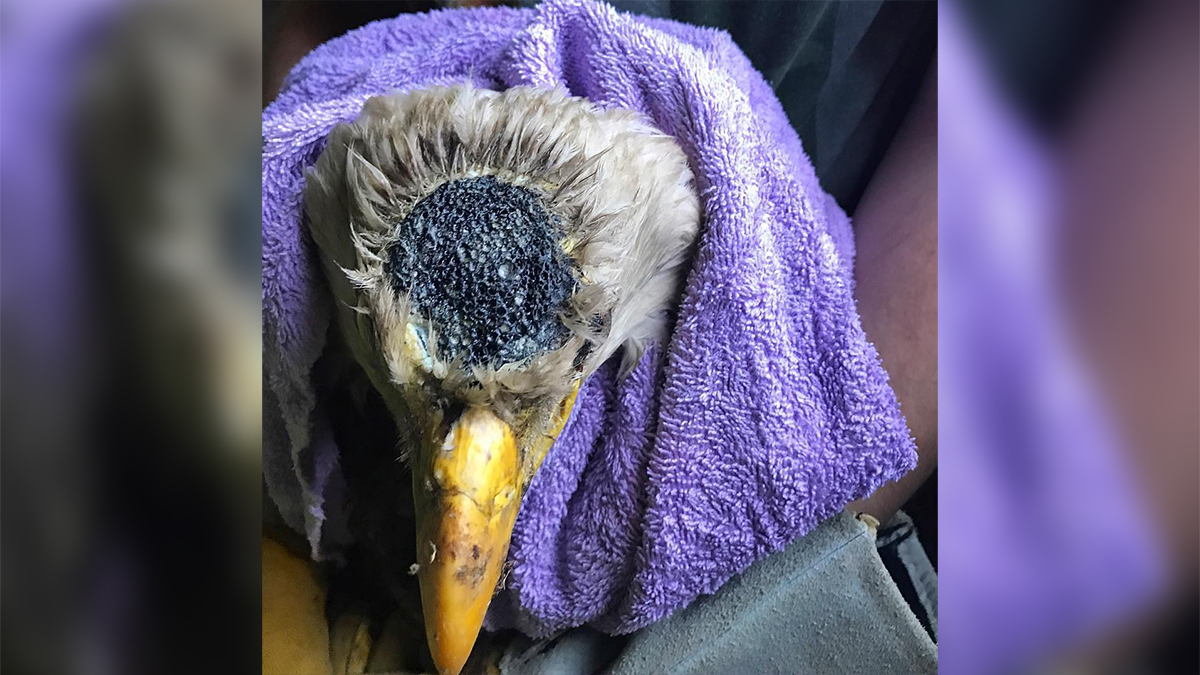 Uccello Australiano Senza Piume Sul Capo