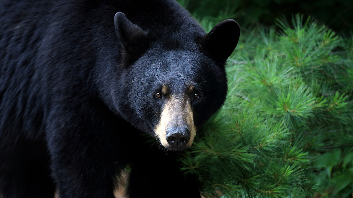 Black Bear Spotted Traveling Through Parts of Illinois NBC Chicago