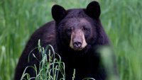 Gurnee police warn residents after potential bear sighting