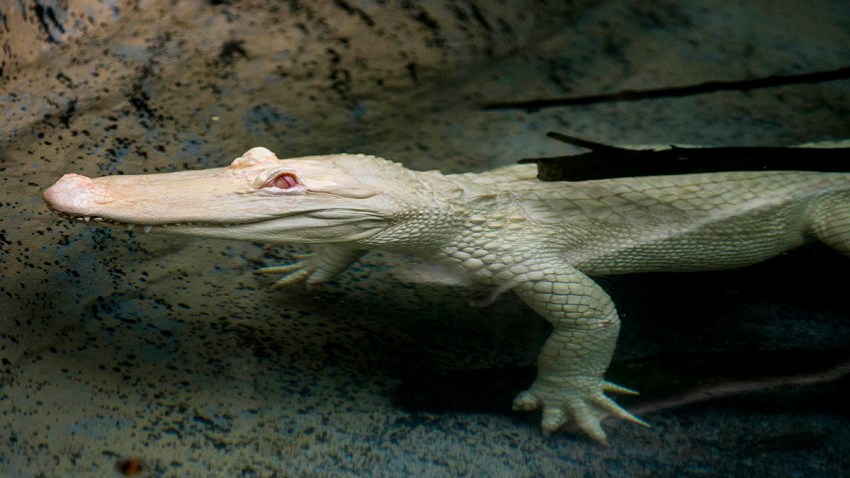 Brookfield Zoo Alligator 5-17
