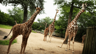 Brookfield Zoo