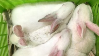 Bunnies in Carrier