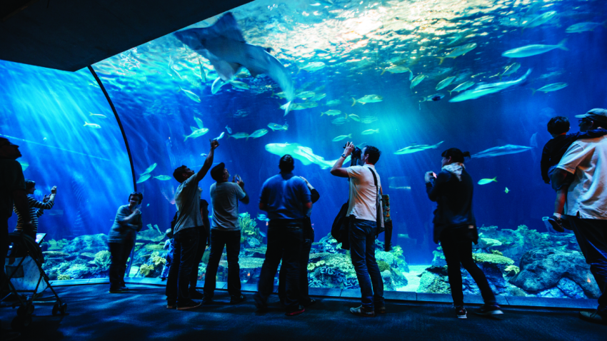 Shedd Aquarium Admission Is Free For Illinois Residents Through Shedd Aquarium Admission Is Free For