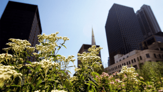 Chicago Weather1