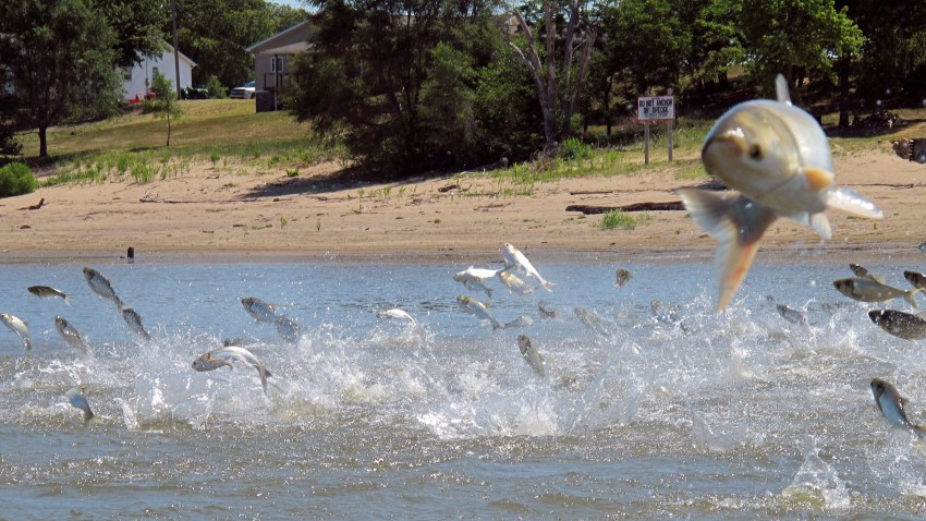 Asian Carp Great Lakes