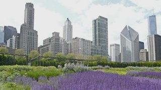Chicago skyline millennium park flowers