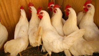Chicken Poultry Birds Fowl Generic