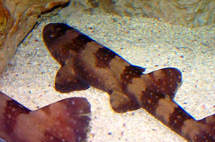 Chiloscyllium_plagiosum_newport