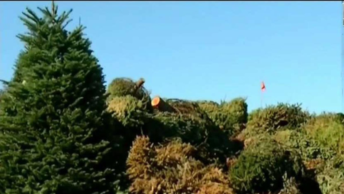 Planning to recycle your Christmas tree? Here are the 27 dropoff sites across Chicago