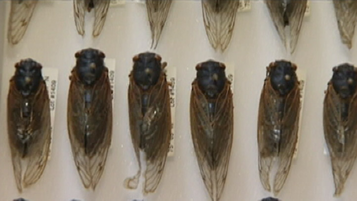 Cicadas coming out now in Chicago arent the only ones emerging this year – NBC Chicago