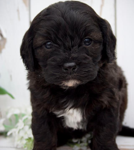 Cooper