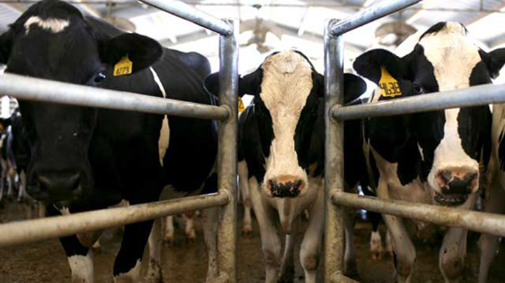 Cow 722