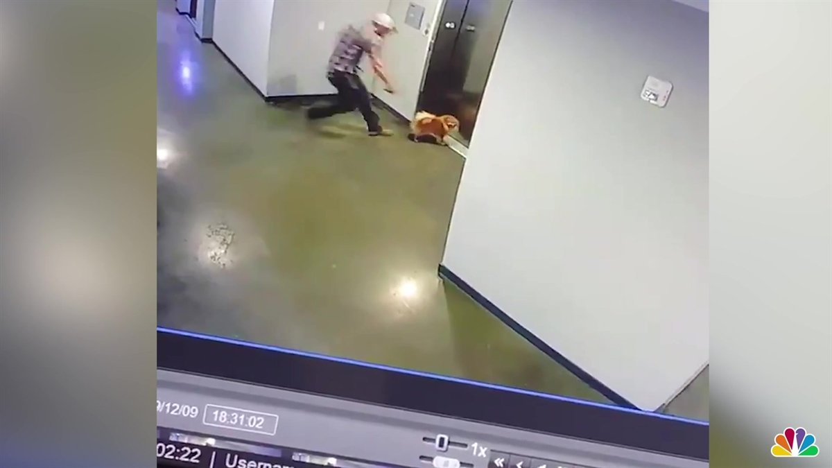 Man Rescues Dog After Leash Gets Caught in Elevator – NBC Chicago