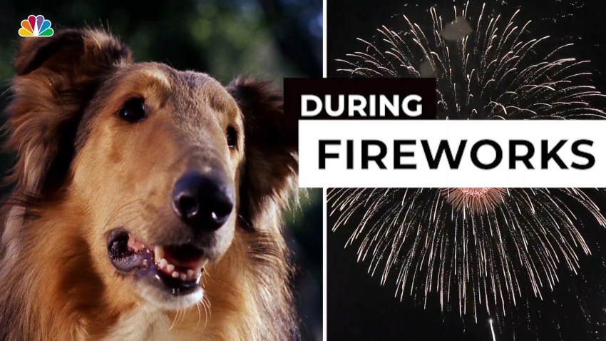 Pets Nbc Chicago