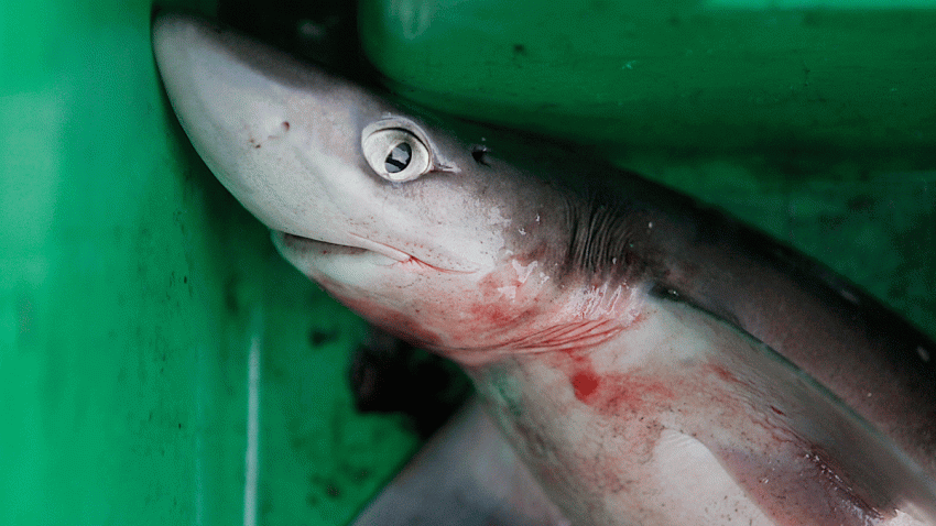 DOGFISH_AP_090924084578