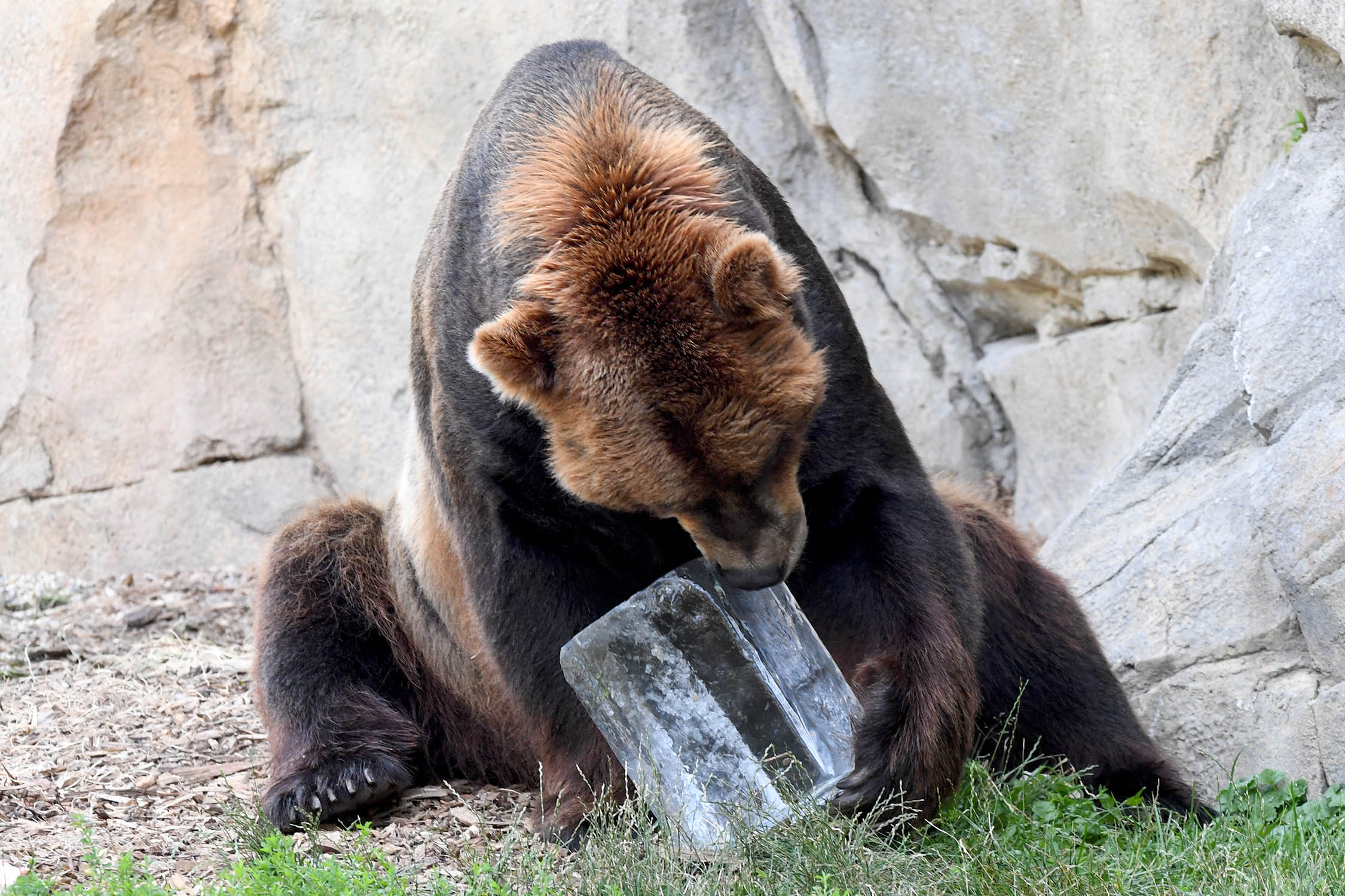 Chicago Animals Beat the Heat at Brookfield Zoo NBC Chicago