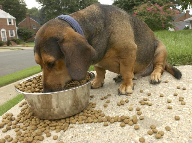 Dog Eating Food from Dish