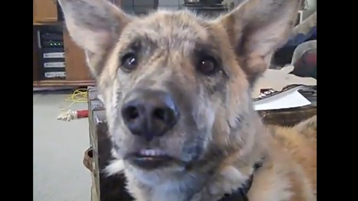 Dog Tease