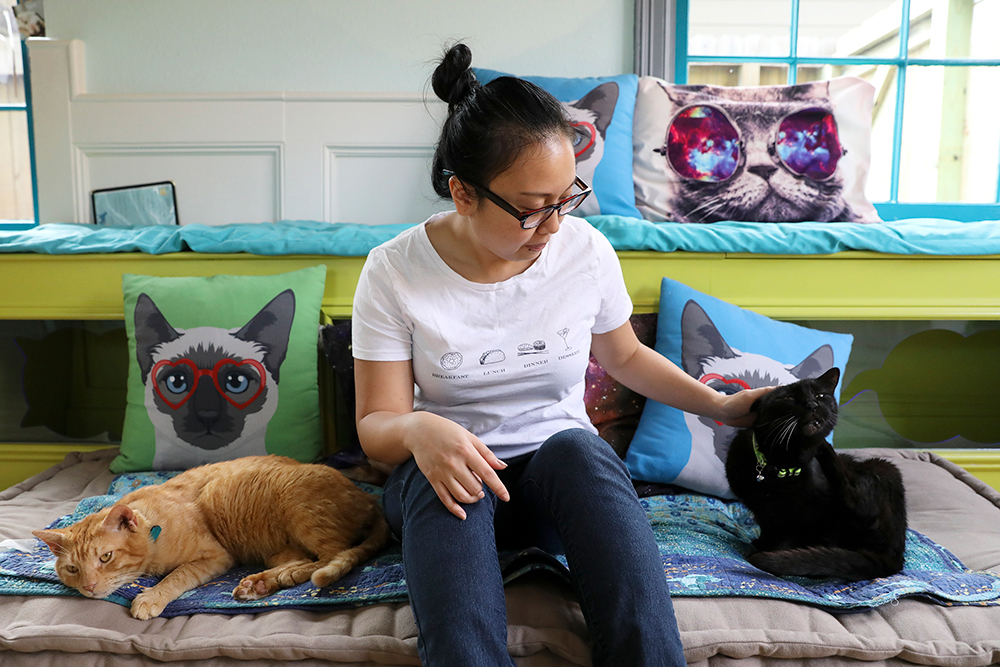  Cat  Caf s New Purrfect Paradises for At Risk Shelter Cats  