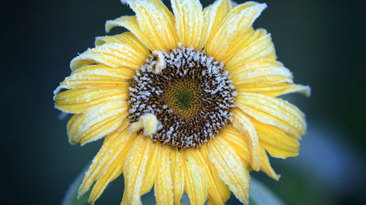 ‘Instant fall:' Temperatures to plunge on blustery Friday, with freeze possible