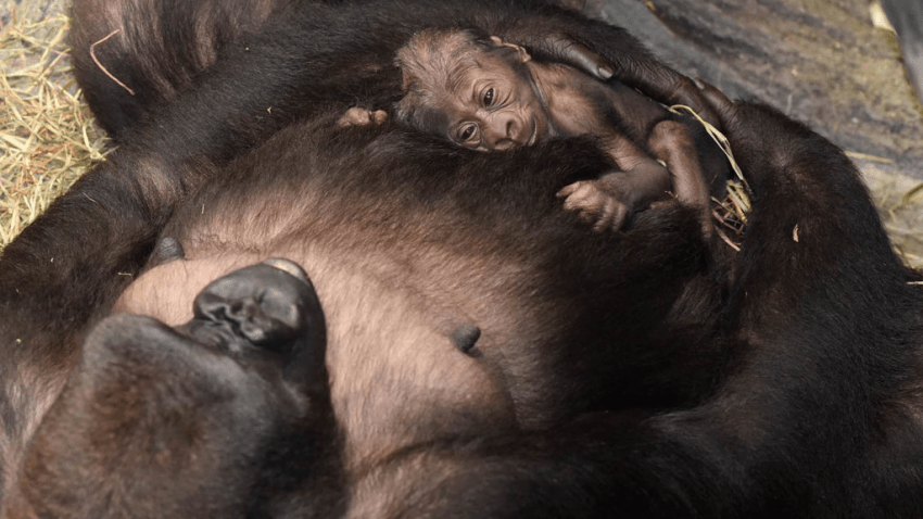 GORILLA-092515-06-1024x742