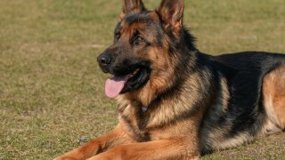 (File photo) German Shepherd