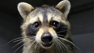 What happens if you quit feeding raccoons