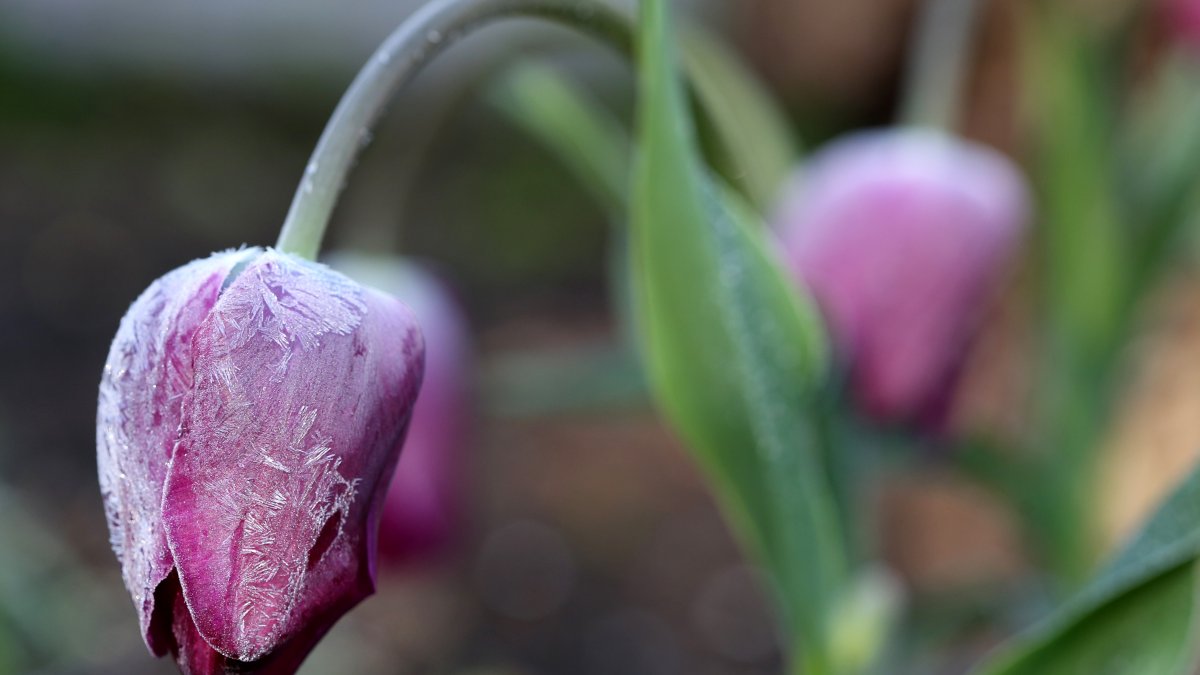 Chicago forecast: May starts out with frost advisories, freeze watches and 30-degree nights