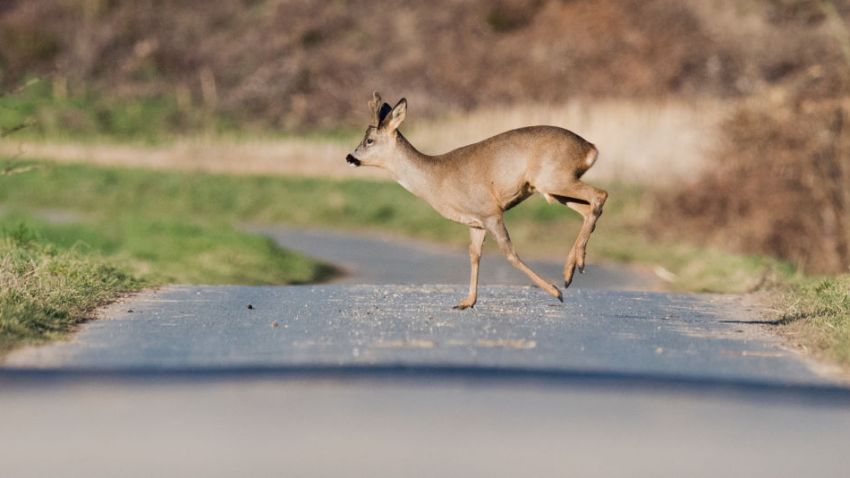 deer crossing road