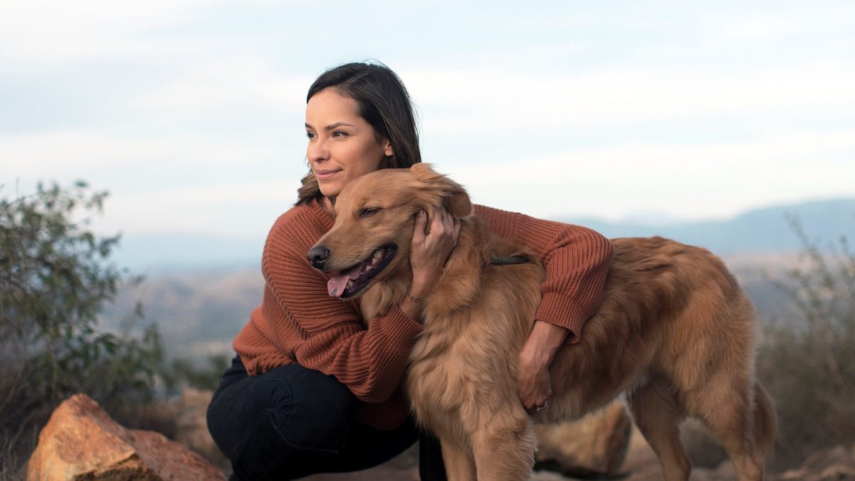 Dogs Know When We're Speaking a Foreign Language, Brain Scans Show - Vimarsana News