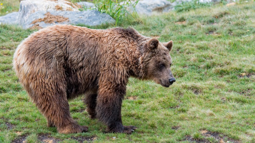 Lawsuit to Protect Real-Life âTeddy Bearsâ Tossed by Judge â NBC Chicago