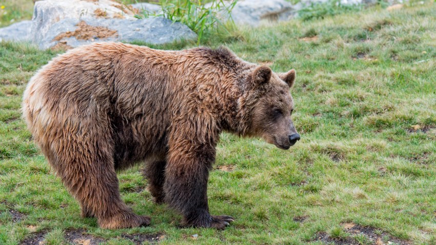 teddy bear real animal