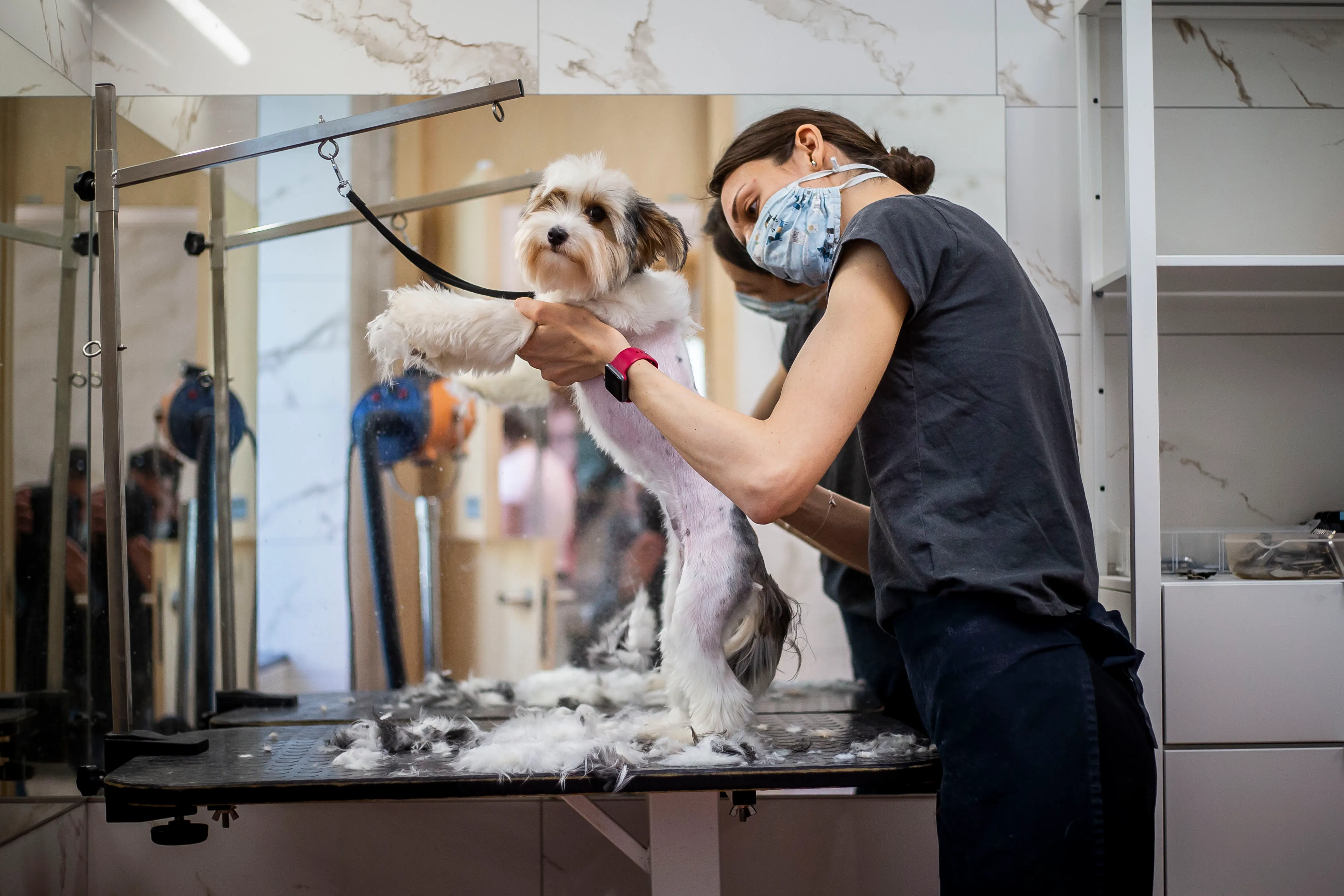 Dog Grooming Can Resume Under Modified StayatHome Order