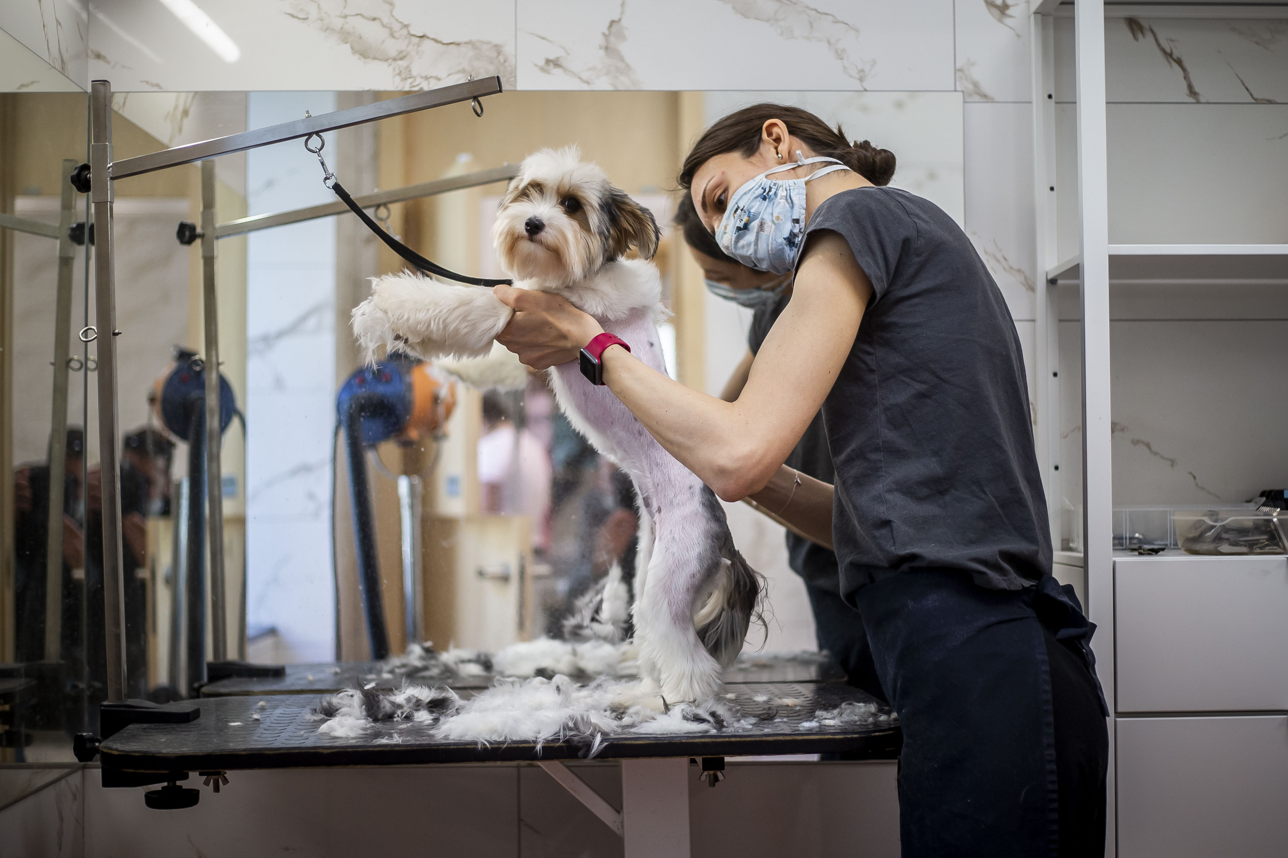 Dog Grooming Can Resume Under Modified Stay-at-Home Order in Illinois – NBC Chicago