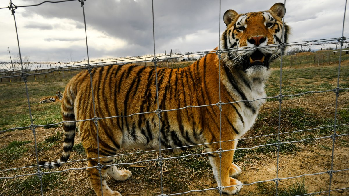 PETA Alleges Neglect by Zoo From Netflix’s ‘Tiger King’ NBC Chicago