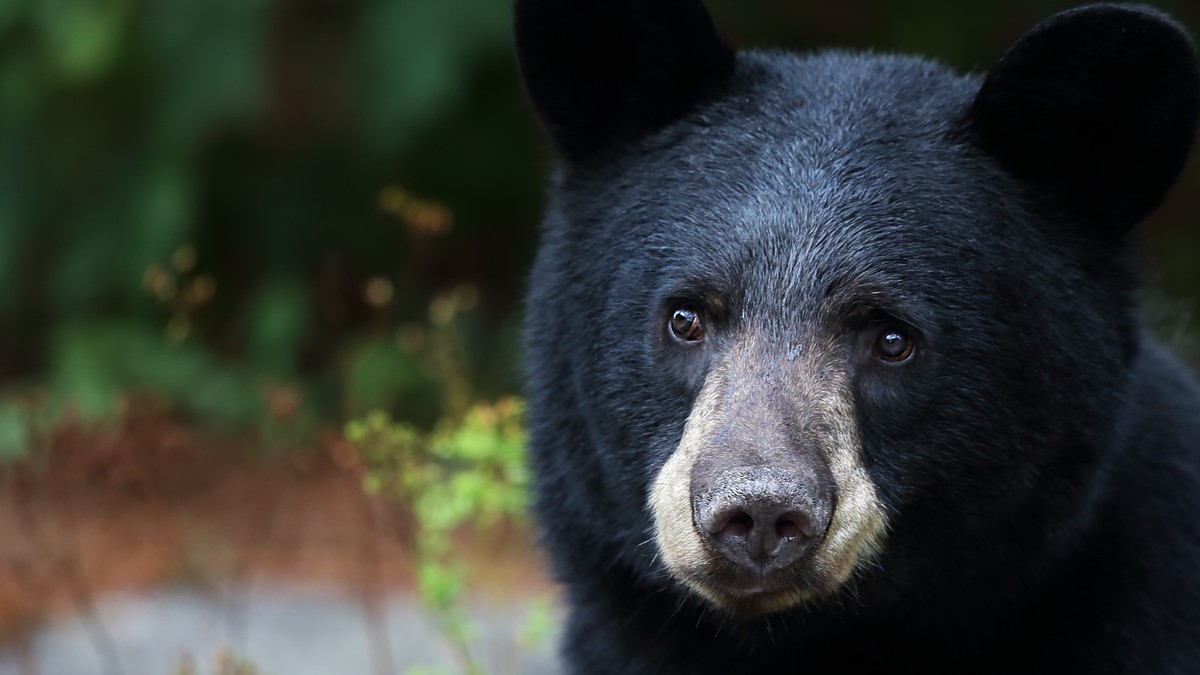 Black Bear Spotted Traveling Through Parts of Illinois is Tranquilized ...