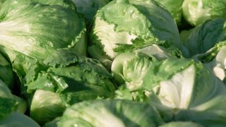 Closeup of Harvested Iceberg Lettuce Heads