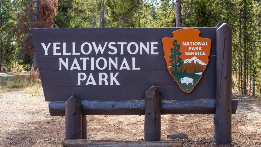 California Woman Gored Multiple Times by Yellowstone Bison – NBC Chicago