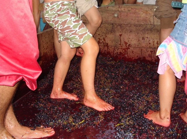 Grape_stomping