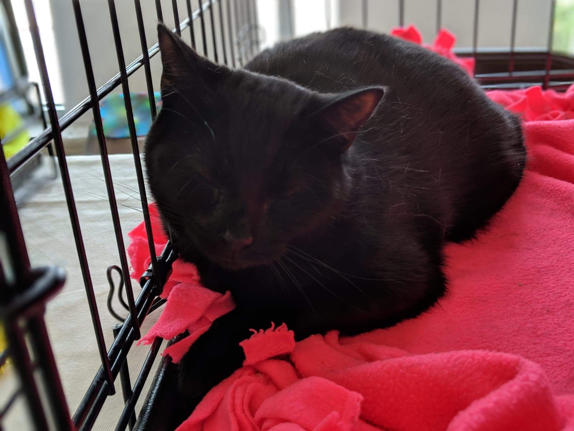 Pet Adoptions Pour In During Clear The Shelters In Chicago Area