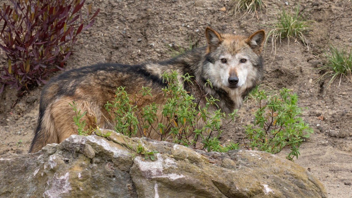 Officials Investigate Possible Wolf Sightings in Western Illinois NBC