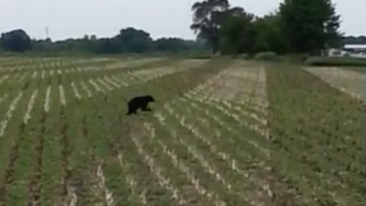 Illinois_bear_boone
