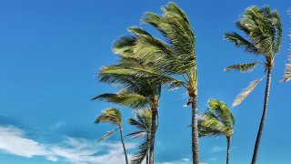 Palm trees swaying in the wind.