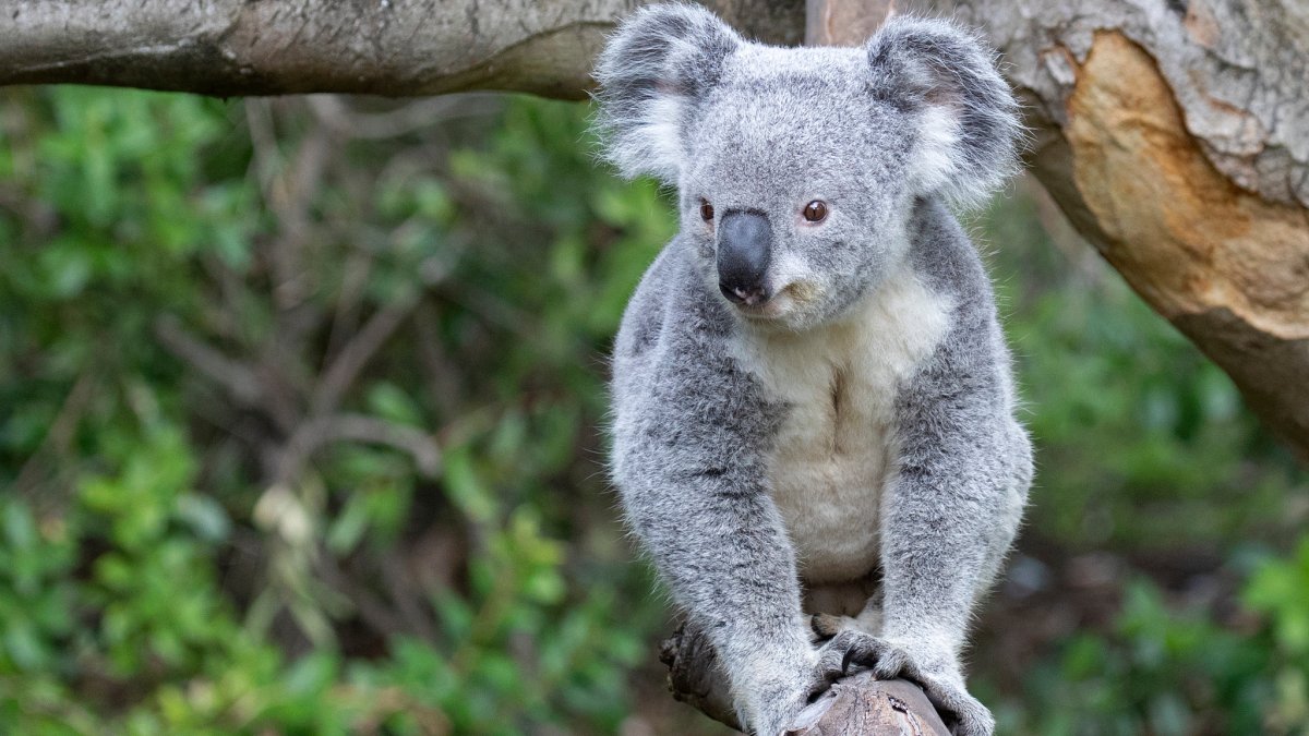 Koalas welcomed at Brookfield Zoo for 1st time in its 90-year history ...