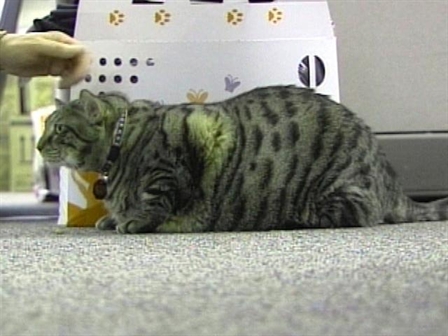 Fat Cat NBC Chicago Fat Cat NBC Chicago